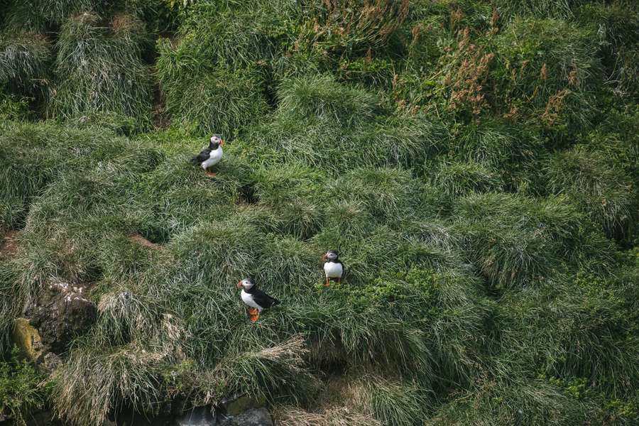 Bird-Watching: osservazione degli uccelli