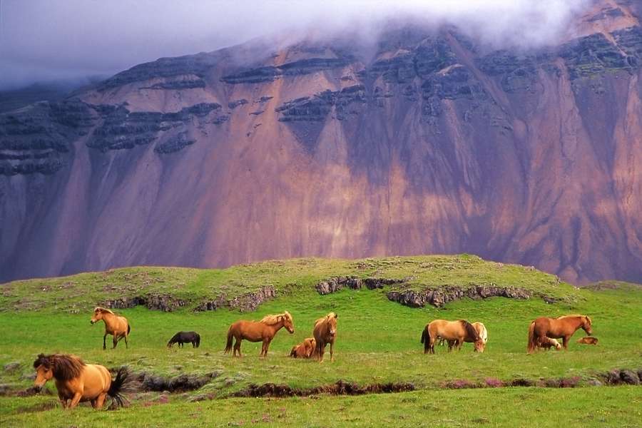 Cavalli d'Islanda