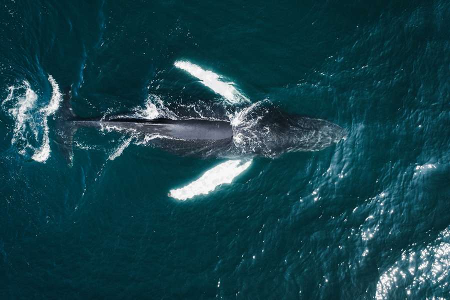 Whale Watching: osservazione delle balene